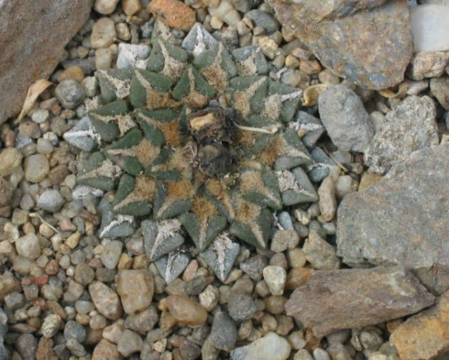 iaricarpus kotschoubeyanus subsp sladovskii - minuni ale naturii create de dumnezeu 7