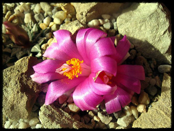 ariocarpus koschoubeyanus subsp sladkovskii 1 - minuni ale naturii create de dumnezeu 7