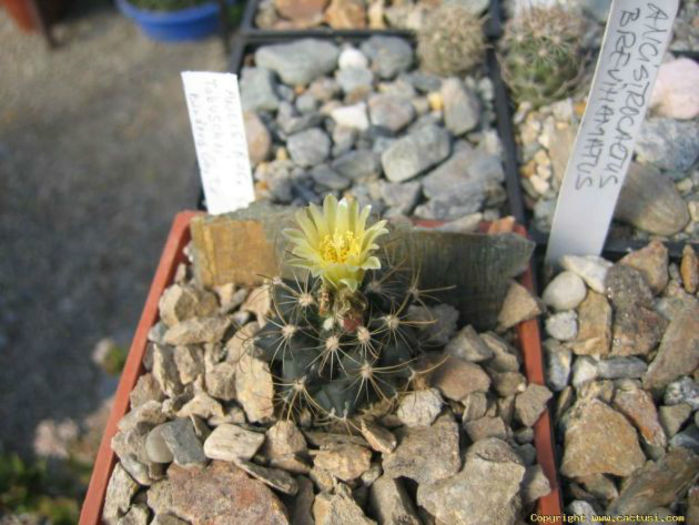 sclerocactus brevihamatus subsp tobuschii - minuni ale naturii create de dumnezeu 7