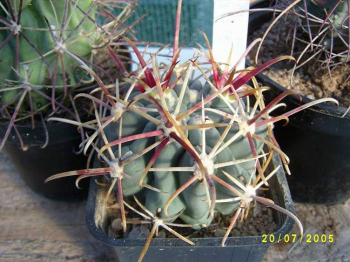 sclerocactus uncinatus subsp uncinatus ho152 - minuni ale naturii create de dumnezeu 7