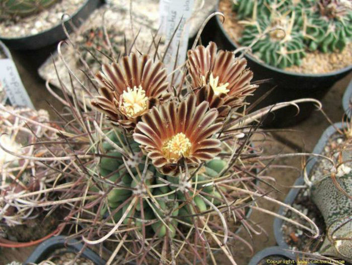 sclerocactus uncinatus subsp wrightii1 - minuni ale naturii create de dumnezeu 7