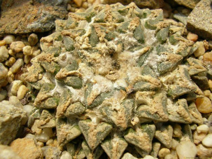 ariocarpus kotschoubeyanus - minuni ale naturii create de dumnezeu 7