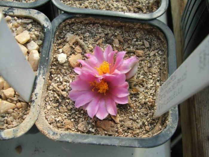 ariocarpus_kotschoubeyanus_v_macdowellii3-t1 - minuni ale naturii create de dumnezeu 7
