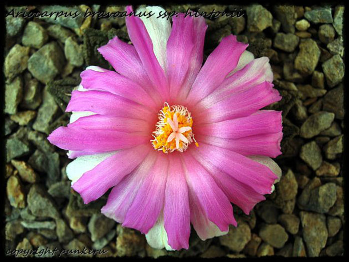 ariocarpus bravoanus 1 - minuni ale naturii create de dumnezeu 7
