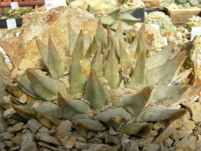 ariocarpus retusus subsp confusus