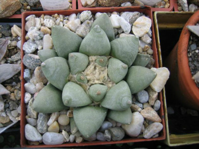 ariocarpus retusus subsp retusus fma b