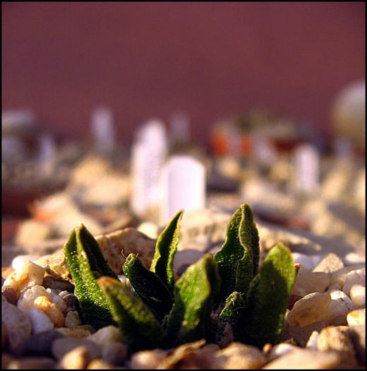 ariocarpus schaphirostris rayones