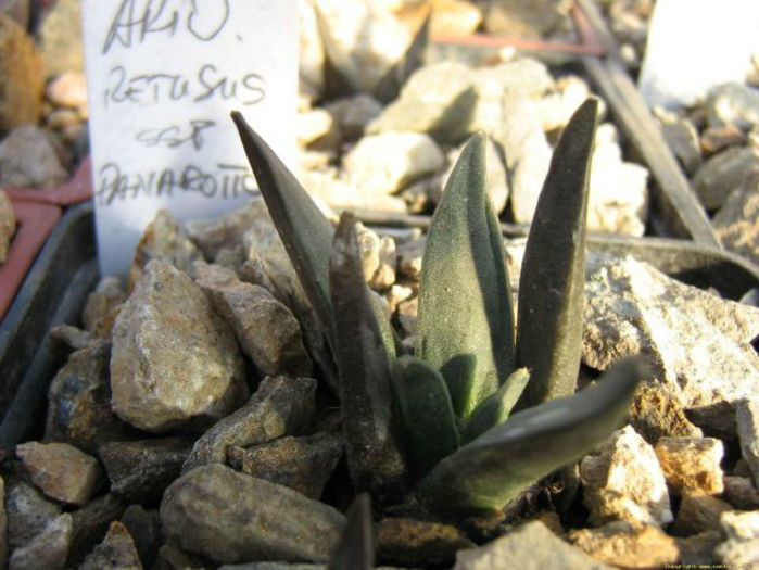 ariocarpus terusus subsp retusus