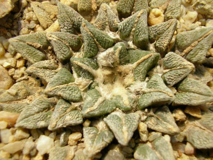 ariocarpus kotschoubeyanus subsp elephantidens
