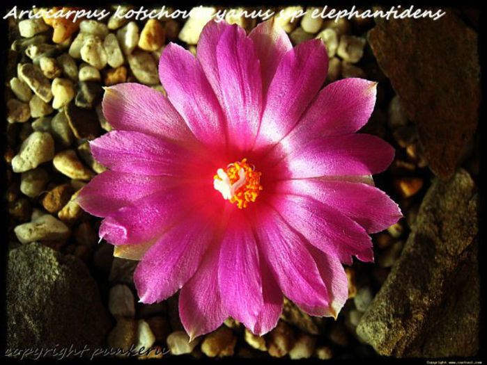 ariocarpus  kotschoubeyanus subsp elephantidens