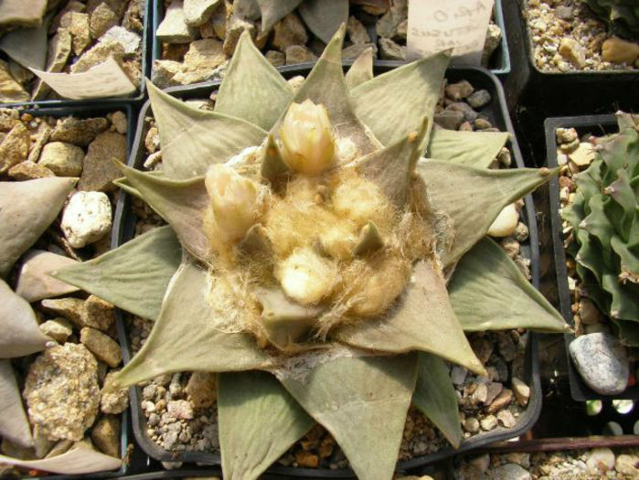 ariocarpus retusus subsp retusus
