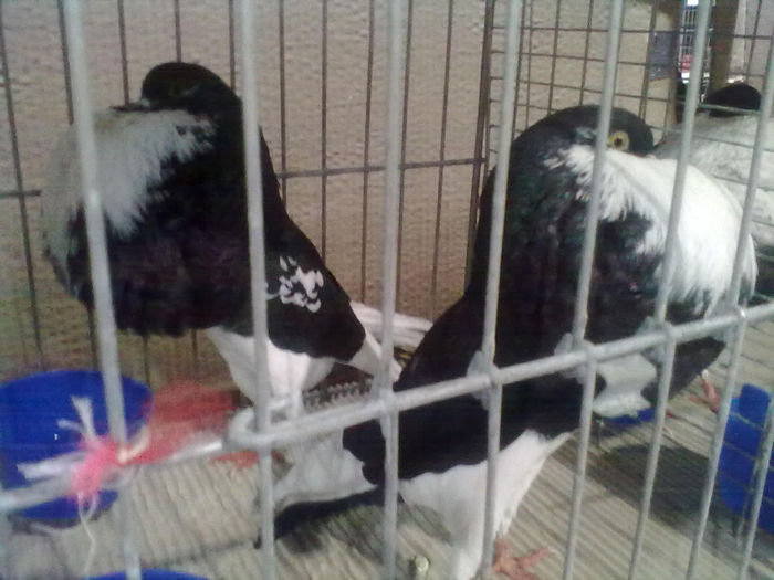 1389100232_35 - Straubing 2014