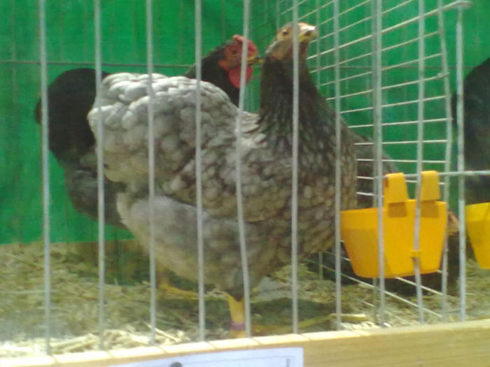 1389100778_53 - Straubing 2014