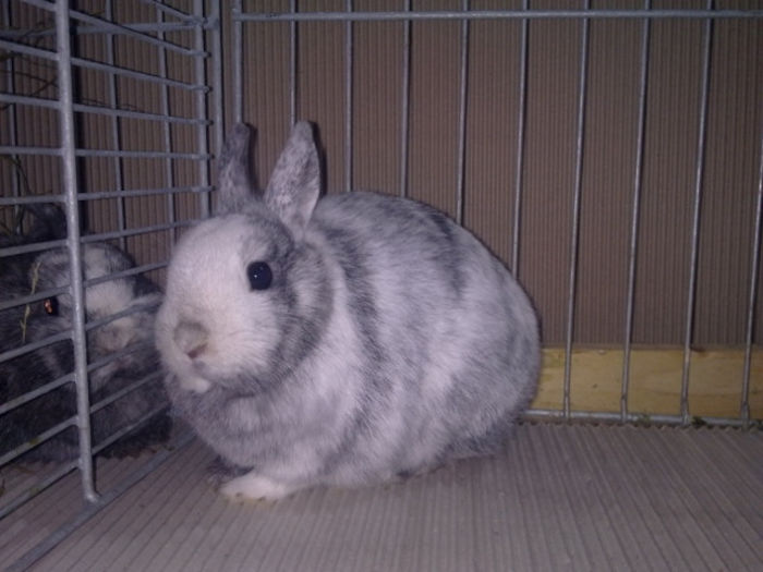 1389102506_70 - Straubing 2014