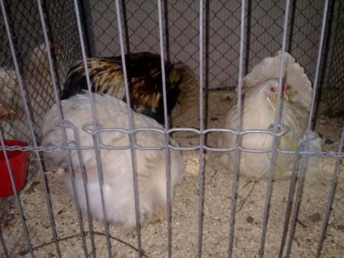 1389103850_21 - Straubing 2014