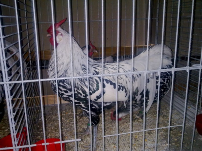 1389104035_22 - Straubing 2014