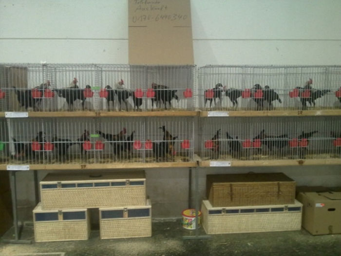 1389104378_88 - Straubing 2014