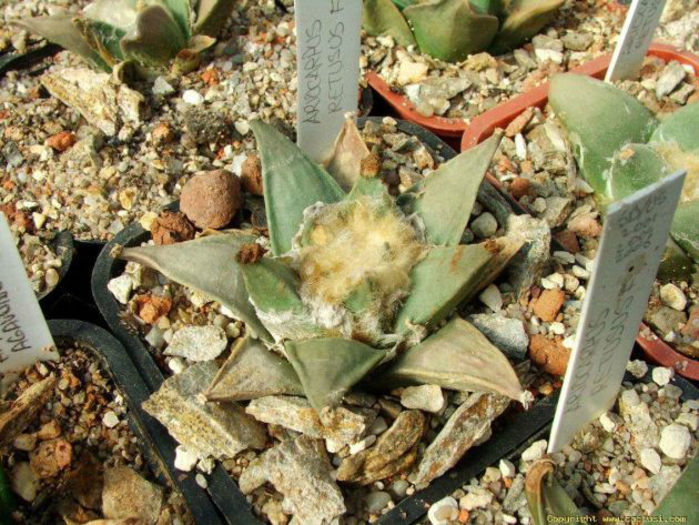 ariocarpus retusus subsp retusu fma .f-mg 33.86