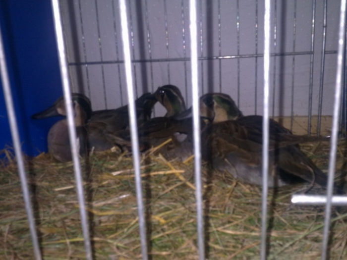 1389122720_99 - Straubing 2014