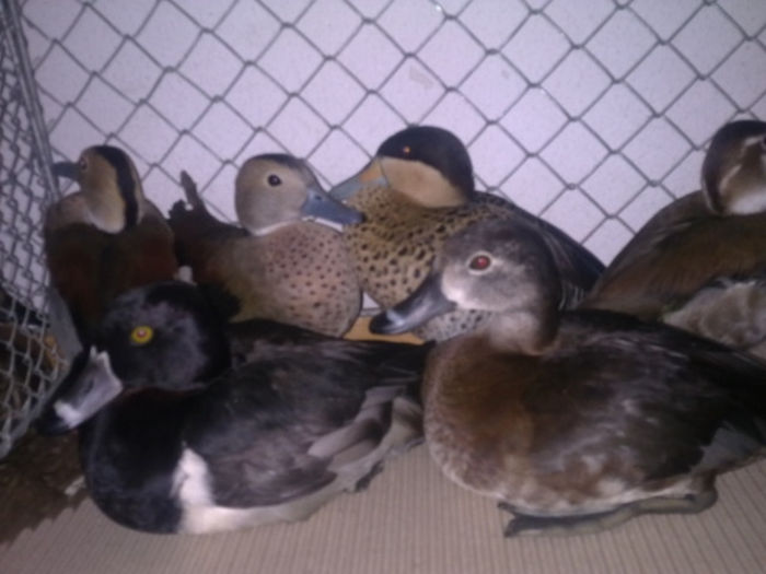 1389123479_04 - Straubing 2014