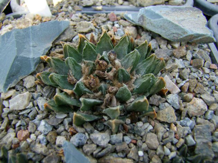 ariocarpus scapirostris