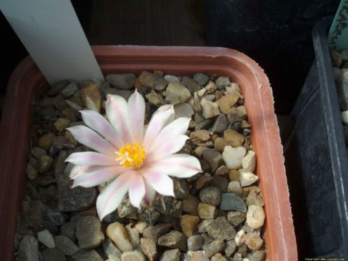 ariocarpus kotschoubeyanus subsp.kotschoubeyanus