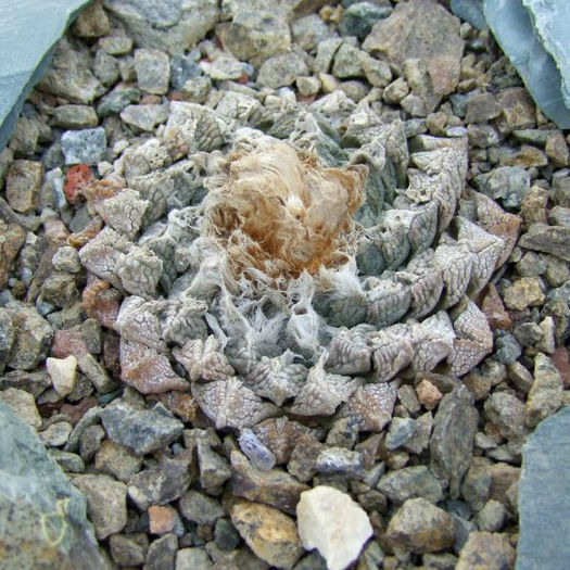 ariocarpus fissuratus subsp .fissuratus fma intermedius