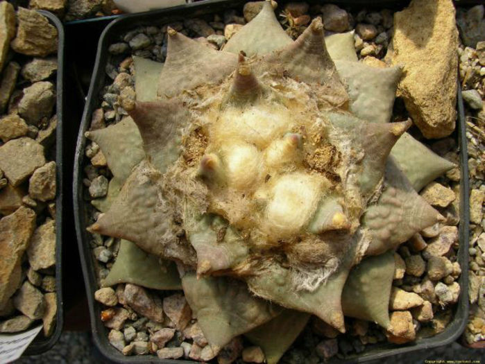 ariocarpus retusus subsp retusus fma .furfuraceus rostratus