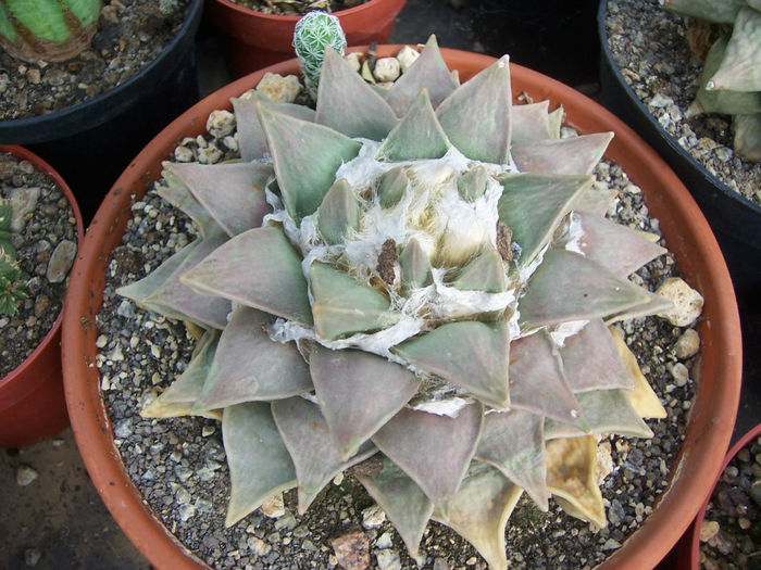 ariocarpus retusus subsp trigonus 1