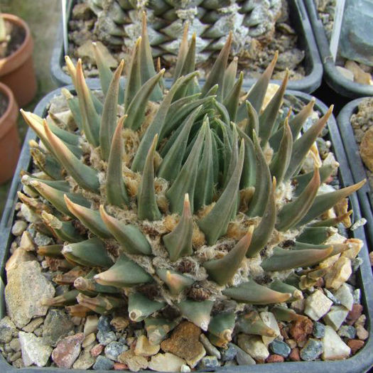 ariocarpus retusus subsp trigonus