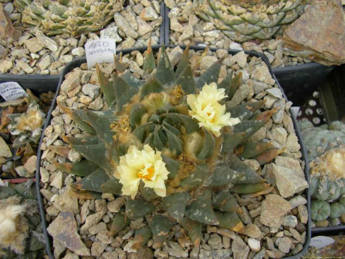 ariocarpus retusus subsp.trigonus 4