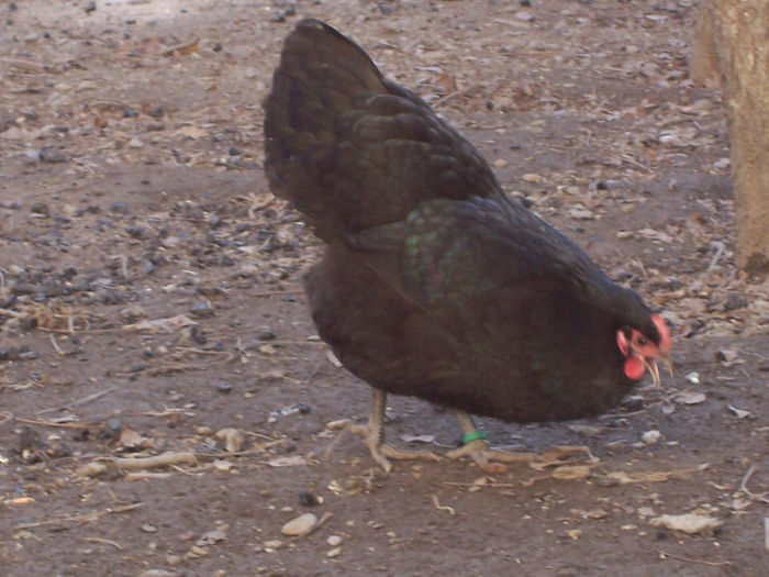 100_6280 - 2014 Australorp negru