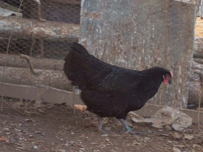 100_6285 - 2014 Australorp negru