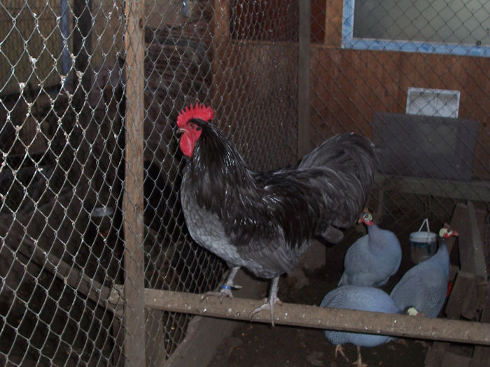 100_6329 - 2014 Australorp albastru I