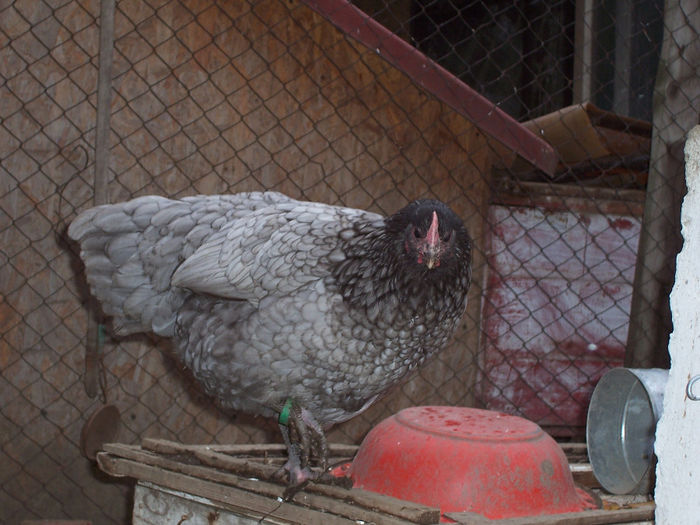 100_6194 - 2014 Australorp albastru I