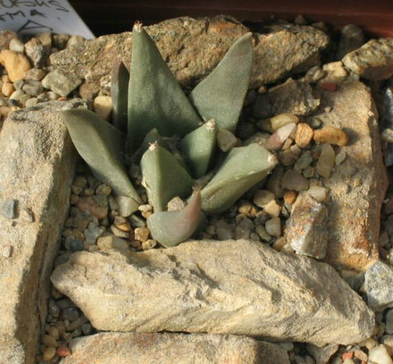 ariocarpus retusus subsp.retusus fma.a -mg 33.81