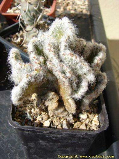 austocylindropuntia _vestita_cristata-t1