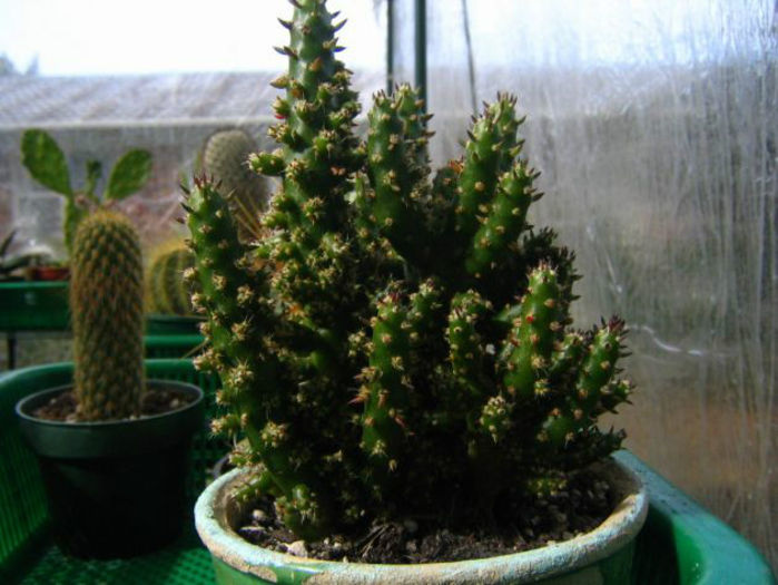 austrocilindropuntia opuntia_subulata_v__monstrose-t1