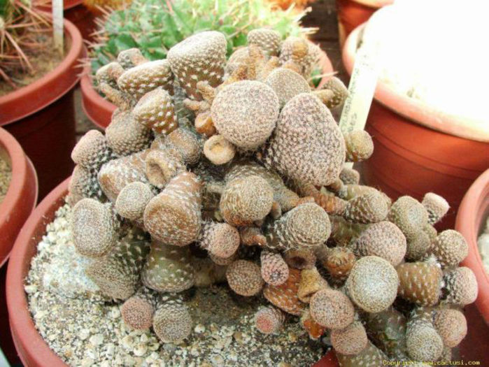 austrocilindropuntia puna clavarioides
