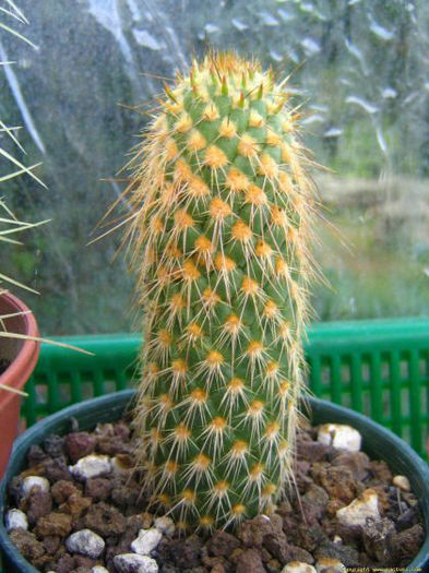 opuntia_austrocylindropuntia_pachypus-t1