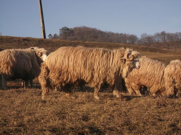 Picture 523 - Carlani 2013-2014