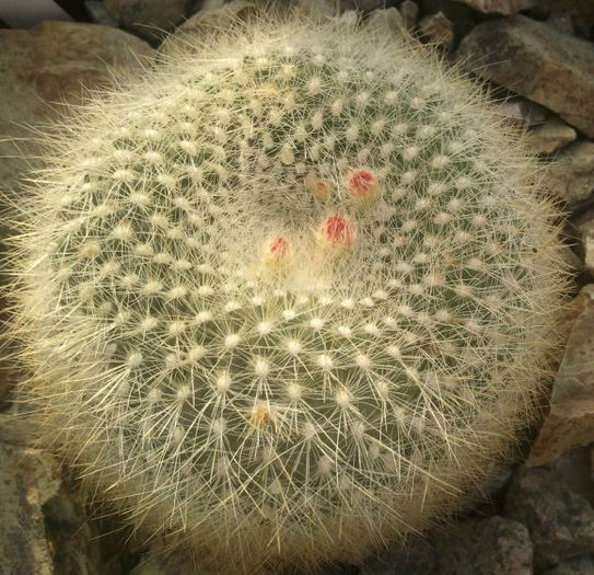 brasilicactus parodia haselbergii subsp haselbergii
