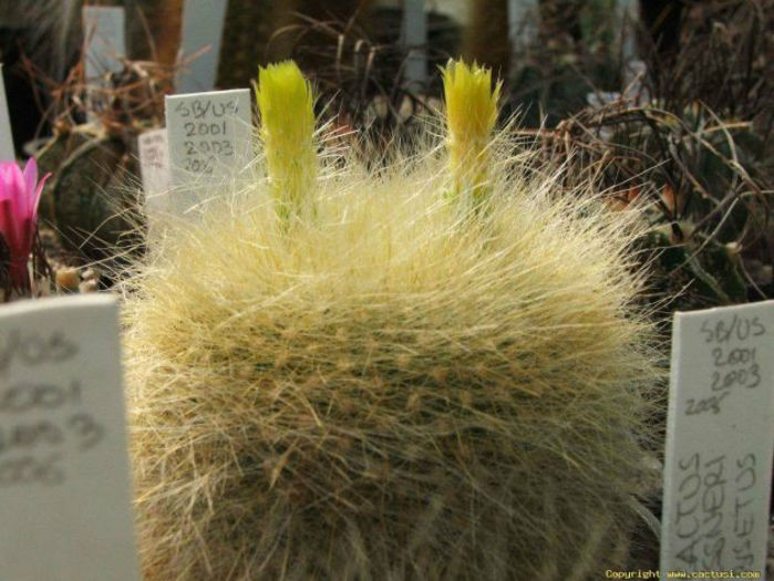 brasilocactus parodia hasselbergii subsp. graessneri