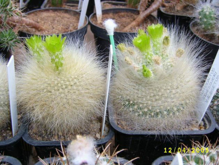 brazilicactus parodia haselbergii subsp.graessneri