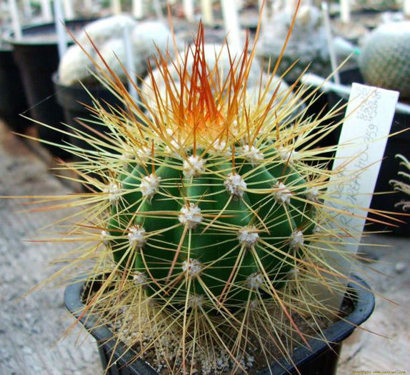 buiningia  coleocephalocereus purpureus hu 359