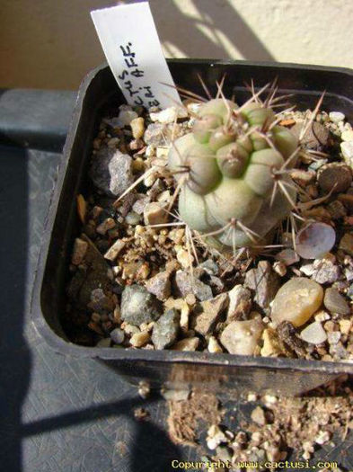 cumulopuntia alexanderi