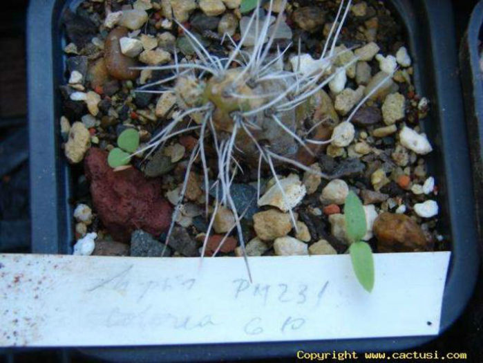 cumulopuntia colorea pm 231