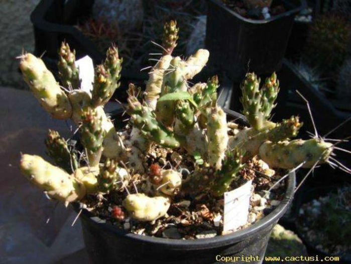 cumulopuntia nigrispina