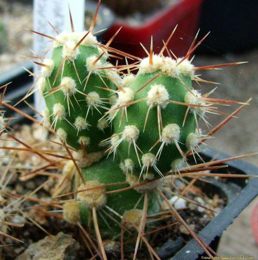 cumulopuntia sphaerica  var._poseudorappiana