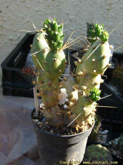cumulopuntia__boliviana___-t1